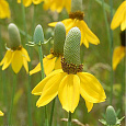 Ратибида колоновидная Цветок прерий