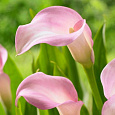 Калла гибридная Ruby Light Pink Ice