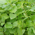 Мята садовая