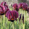 Ирис карликовый Дарк Овер