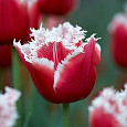 Тюльпан бахромчатый Нью Санта Тюльпан бахромчатый Нью Санта