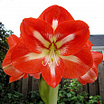 Амариллис простой Минерва