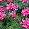 Монарда (Дикий бергамот) гибридная Cranberry Lace