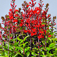 Лобелия прекрасная Вулкан Ред