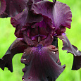 Ирис бородатый Суперстишн