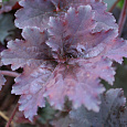 Гейхера гибридная Бинош