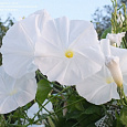 Ипомея Пурпурная вьюнок Pearly Gates