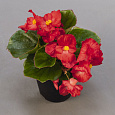 Бегония вечноцветущая бронзоволистная Найтлайф Ред