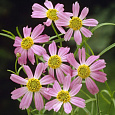 Кореопсис ланцетовидный Twinkle Pink