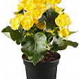 Бегония клубневая Нонстоп Еллоу
