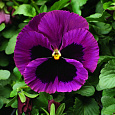 Виола крупноцветковая Селло Неон Парпл
