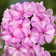 Флокс метельчатый Пинки Хилл Флокс метельчатый Пинки Хилл