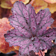 Гейхера  Frosted Violet