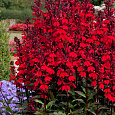 Лобелия прекрасная Старшип Скарлет