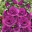 Мальва (Шток-роза) розовая Chater's Double Violet