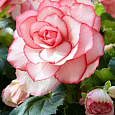 Бегония Клубневая Bouton de Rose