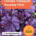 Гейхера гибридная Форевер Пёпл