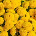 Хризантема девичья Голден бол