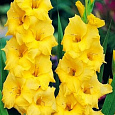 Гладиолус крупноцветковый Джэксонвилл Голд
