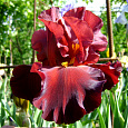 Ирис бородатый Чиф Ванкешу