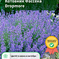 Котовник Фассена Dropmore