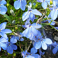 Лобелия ампельная Регата Блю Скай