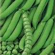 Горох овощной Фуга