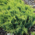 Можжевельник виргинский Голден Спринг