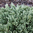 Можжевельник горизонтальный Turquoise Spreader