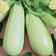 Кабачок Сосновский