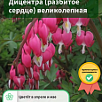 Дицентра (разбитое сердце) великолепная