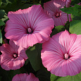 Лаватера Розовая магия
