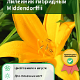 Лилейник гибридный Middendorffii