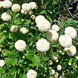 Хризантема девичья Сноу бол