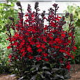 Лобелия гибридная Crimson Princess