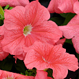 Петуния грандифлора Аладдин Салмон