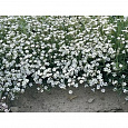 Гипсофила ползучая Филоу Вайт