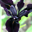 Ирис бородатый Блэк Вотч