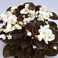 Бегония вечноцветущая бронзоволистная Найтлайф Вайт