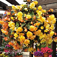 Бегония клубневая Нонстоп Джой Еллоу