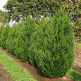 Можжевельник китайский Spearmint