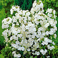 Флокс друммонда Промис белый