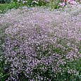 Гипсофила метельчатая Фламинго