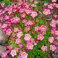 Камнеломка Арендса Pixie Rose