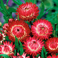 Гелихризум Королевский размер красный