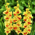 Гладиолус крупноцветковый Джестер