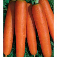 Морковь  Нанская улучшенная
