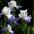 Ирис германский Alizes