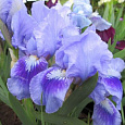 Ирис карликовый Тинкер Белл