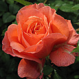Роза чайно-гибридная Амбассадор